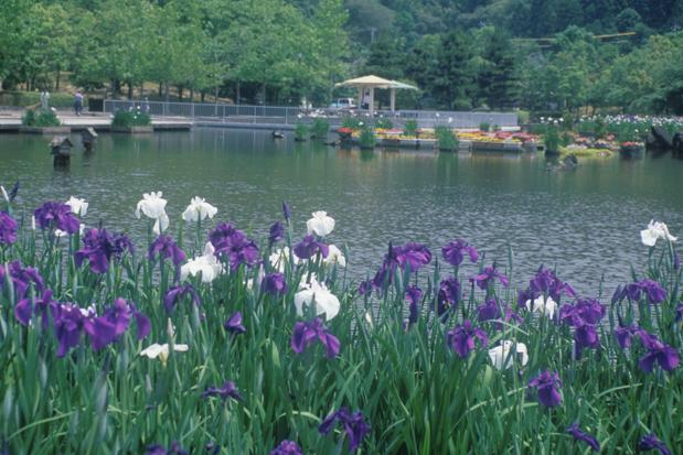 あやめ池公園 