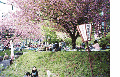 万本桜公園