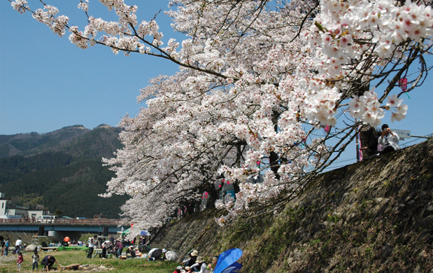 桜まつり