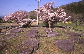 土師百井廃寺跡